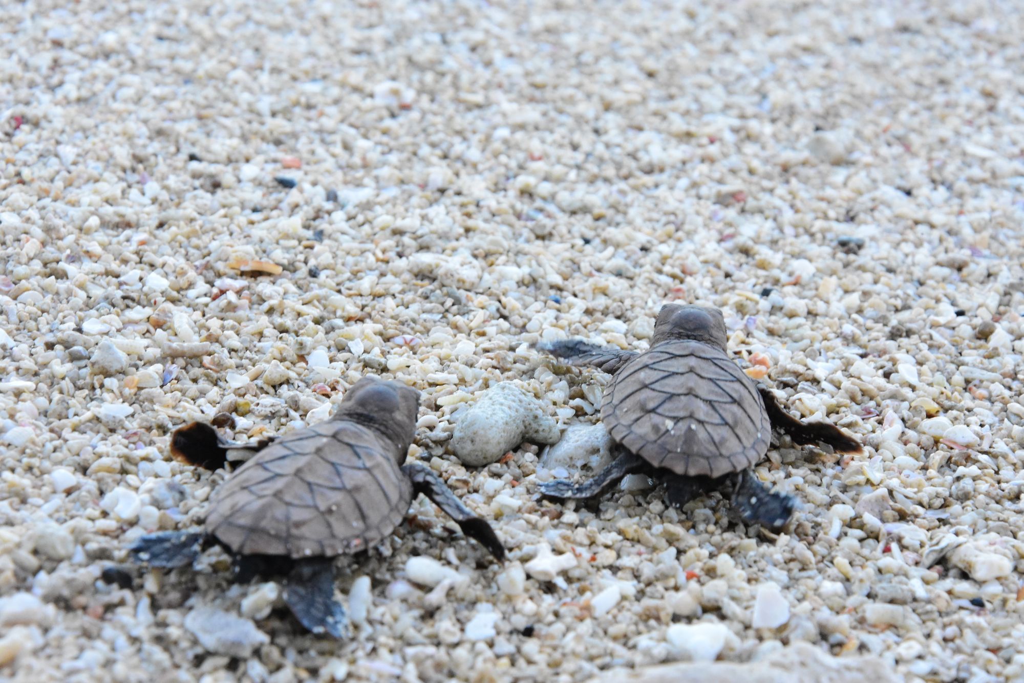 More Batches Of Pawikan Hatchlings Released At Cleanergy Park